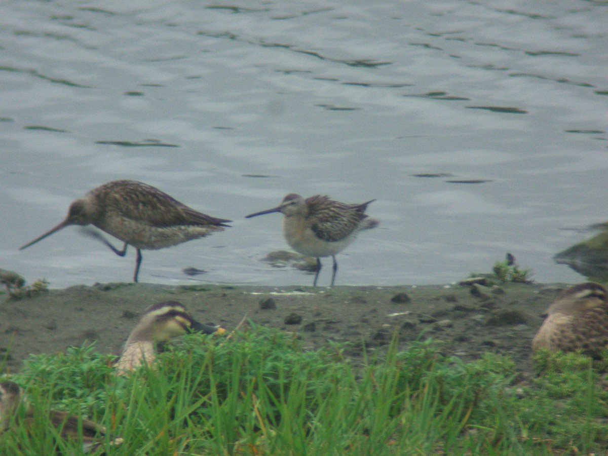 Asian Dowitcher - ML135366681