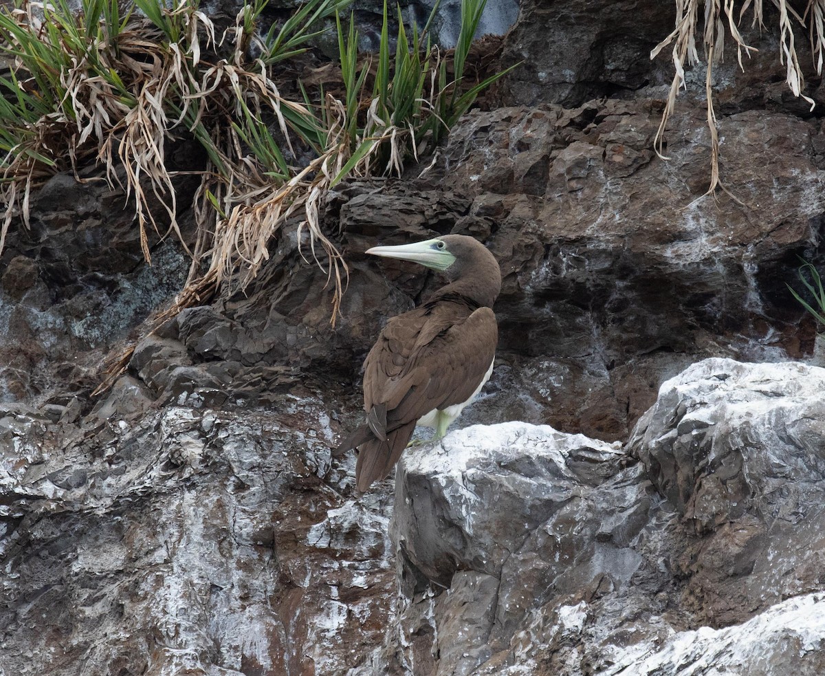 Brown Booby - ML135370571