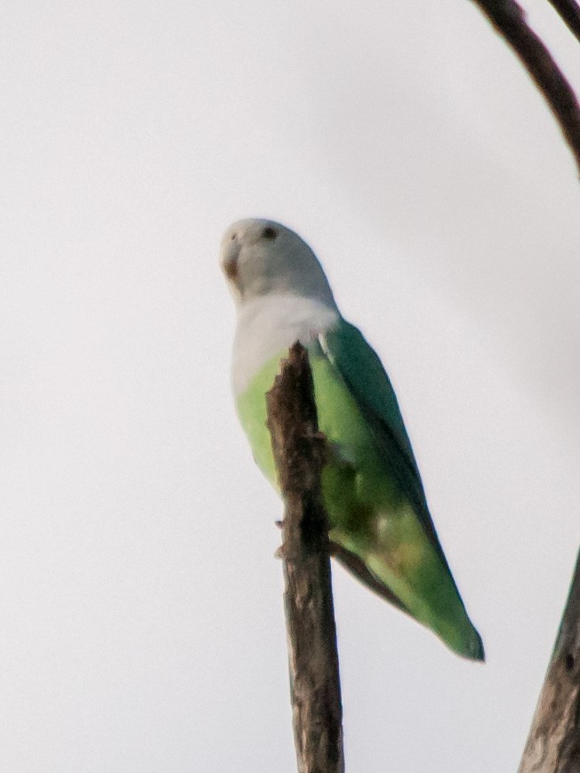 Gray-headed Lovebird - ML135371211