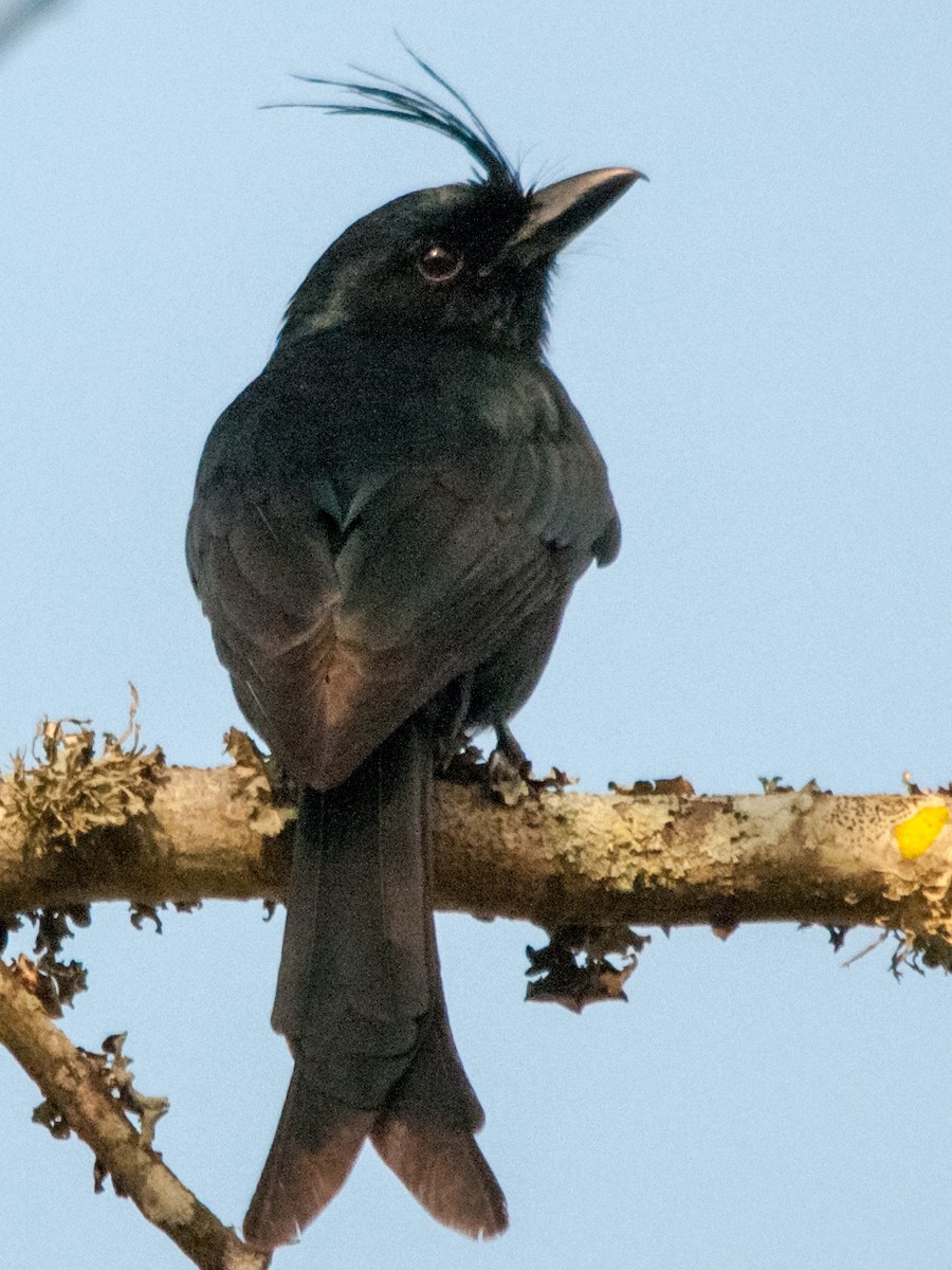 Crested Drongo - ML135371351