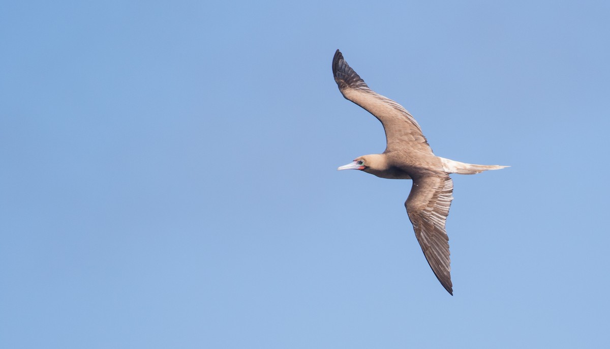 Red-footed Booby - ML135374911