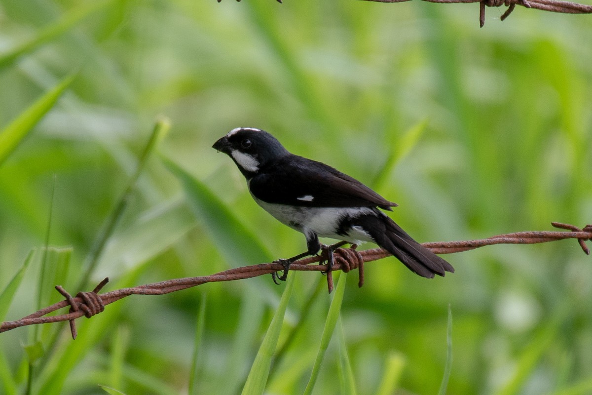 Lined Seedeater - ML135377591