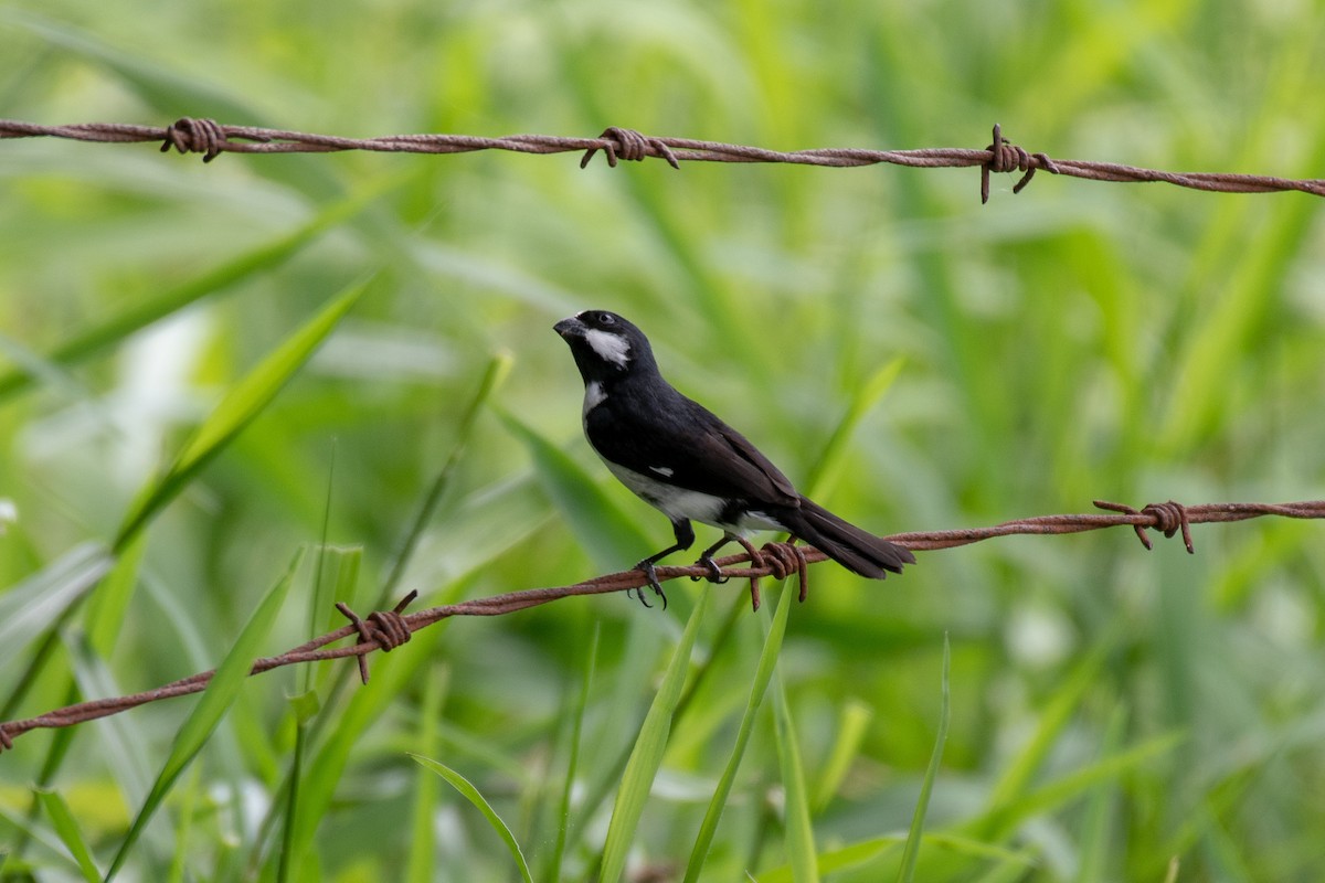Lined Seedeater - ML135377901