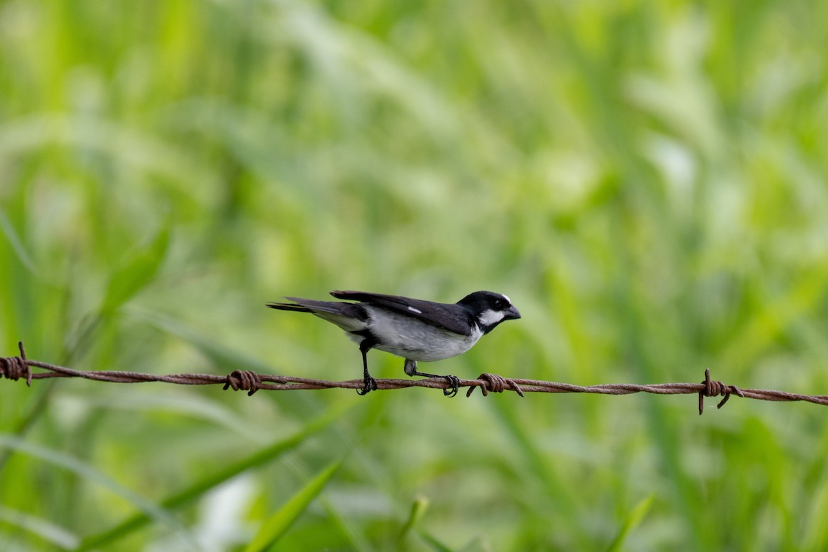 Lined Seedeater - ML135378391