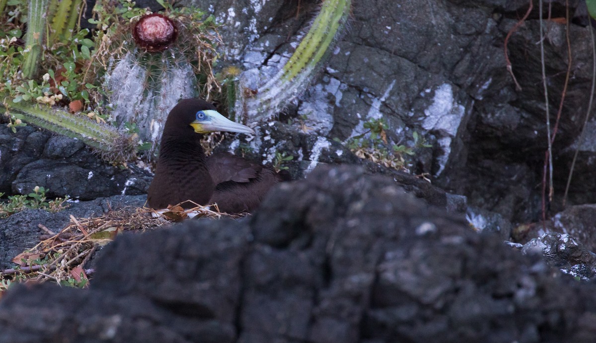 Brown Booby - ML135378521