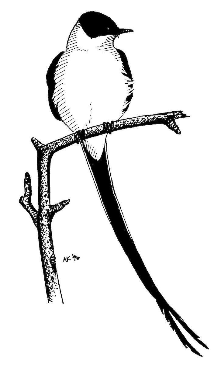 Fork-tailed Flycatcher - Andrea Kingsley