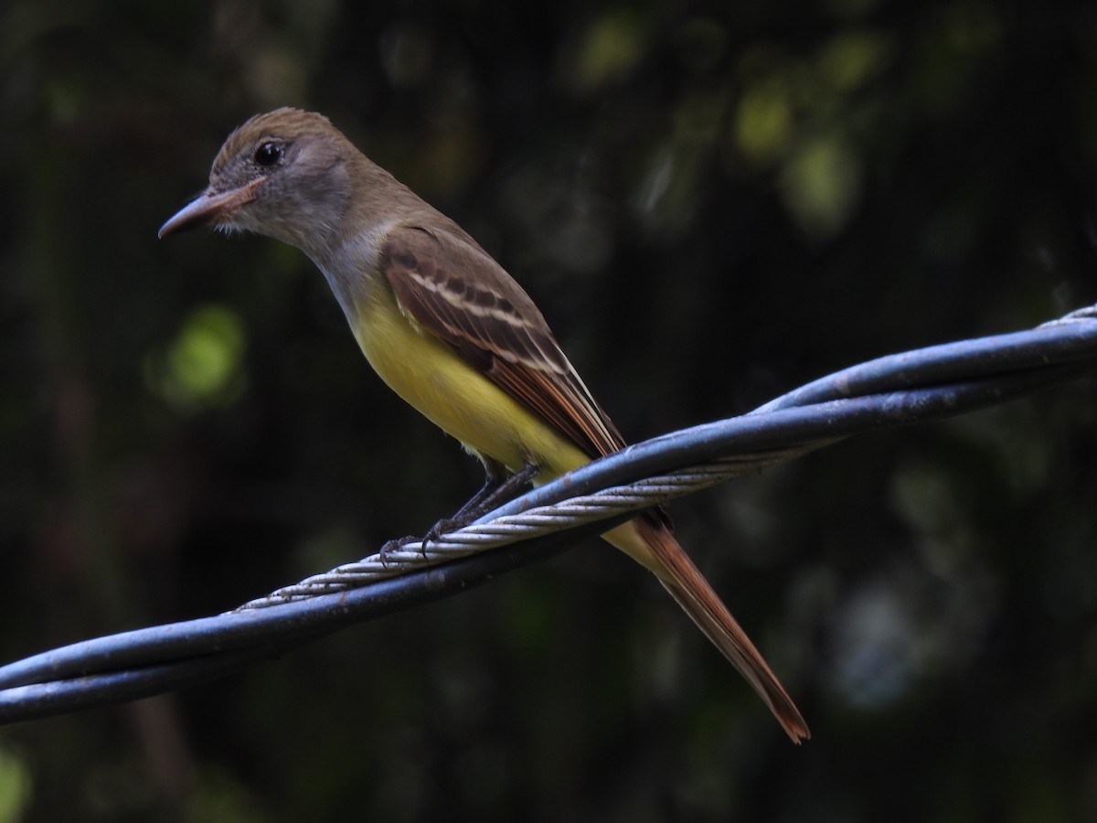 Great Crested Flycatcher - John and Milena Beer