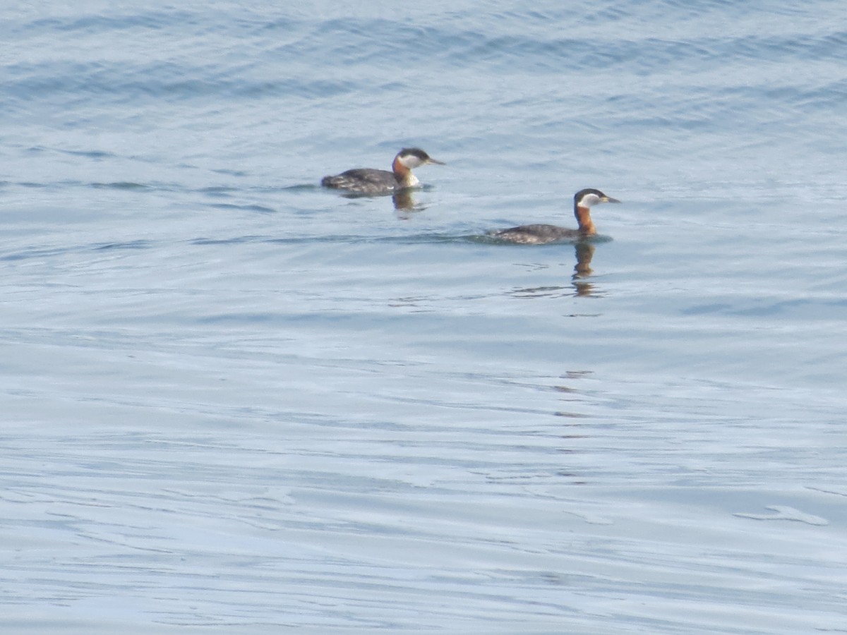 Red-necked Grebe - ML135382841