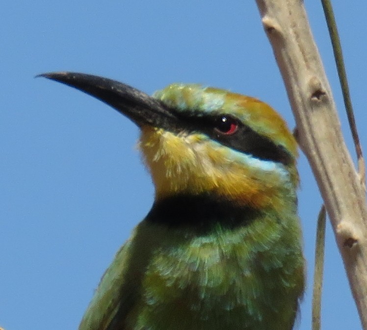 Rainbow Bee-eater - Becky Marvil