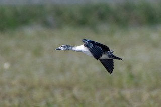 Knob-billed Duck, ML135385791
