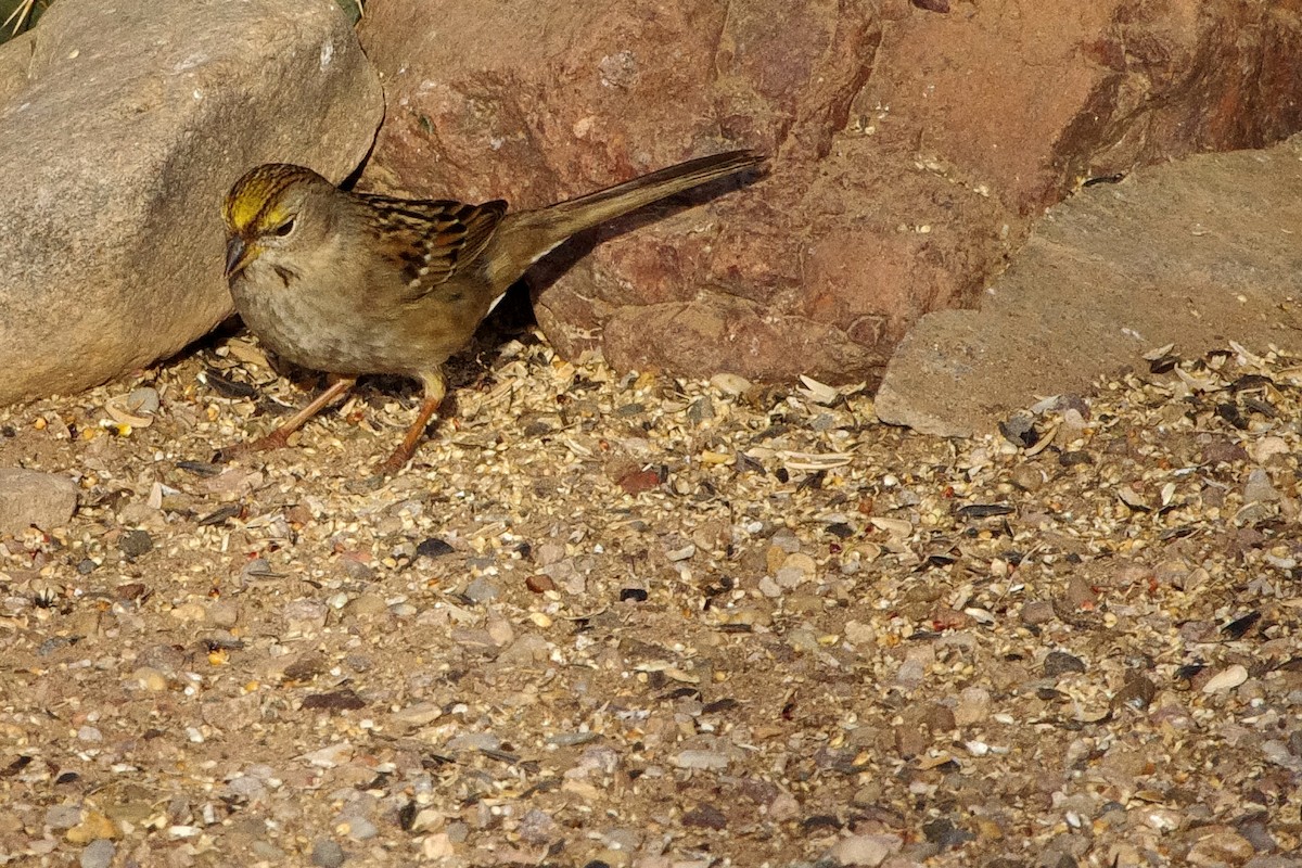Golden-crowned Sparrow - Celestyn Brozek