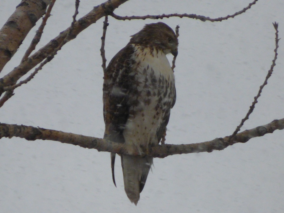 Red-tailed Hawk - ML135386771