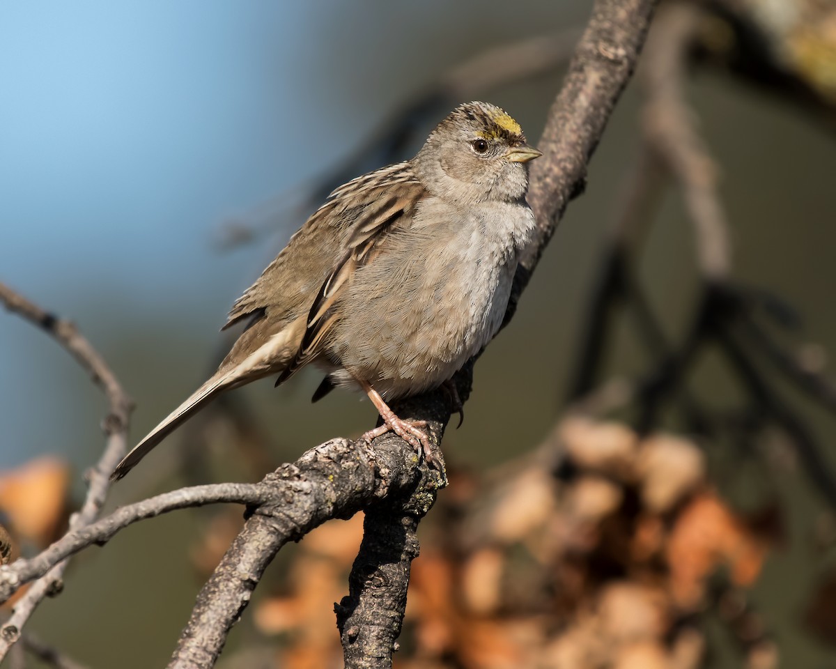 Golden-crowned Sparrow - Dan Brown