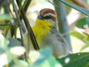 Rufous-capped Warbler - ML135389441