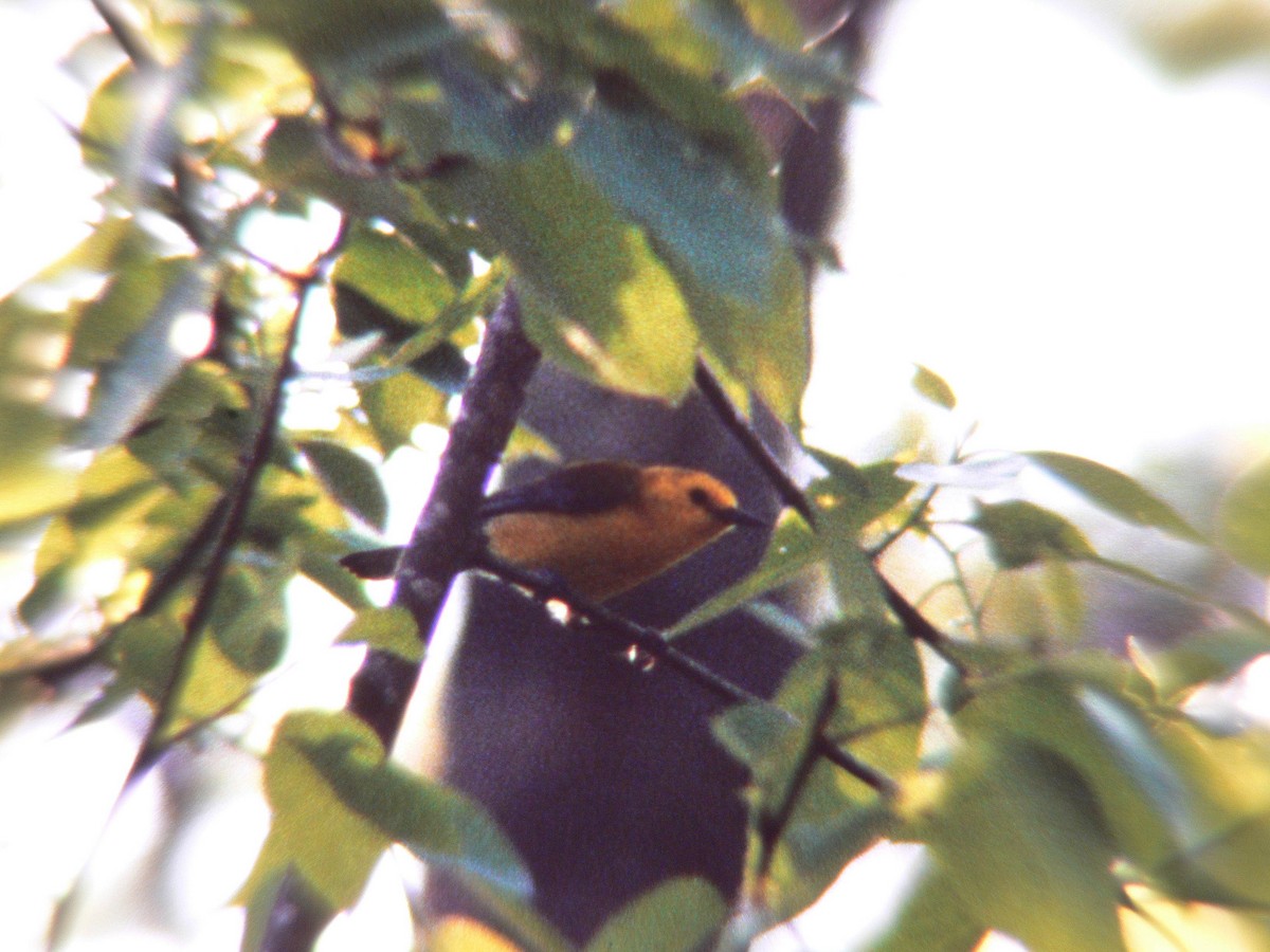 Prothonotary Warbler - Knut Hansen