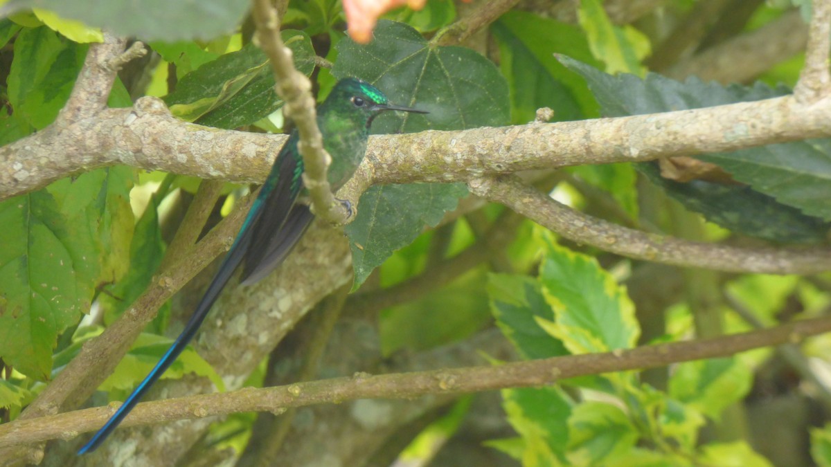 Long-tailed Sylph - ML135391281