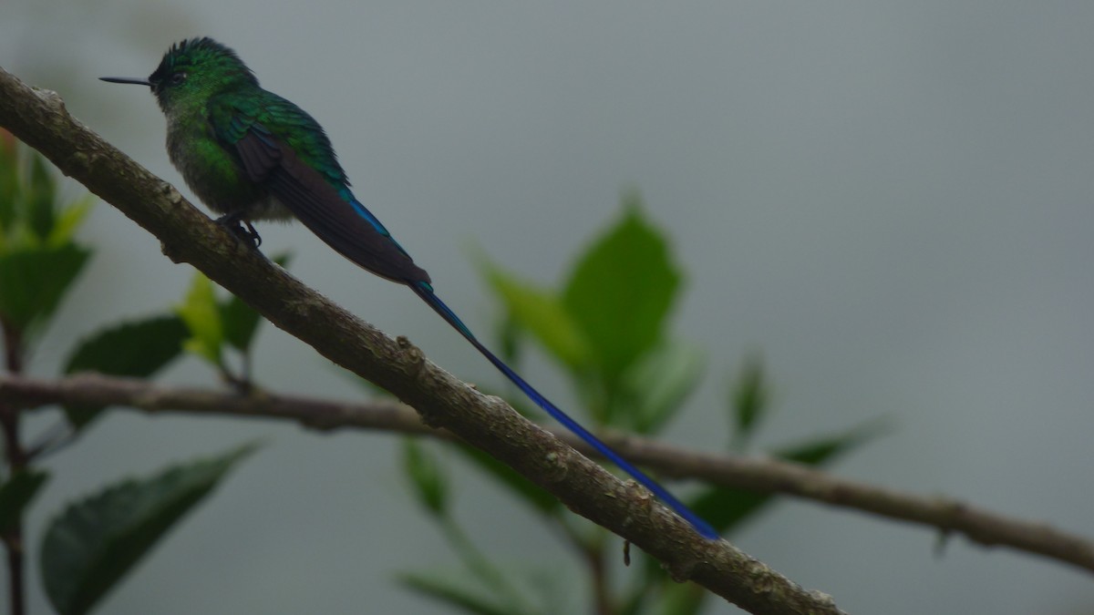 Long-tailed Sylph - ML135391411