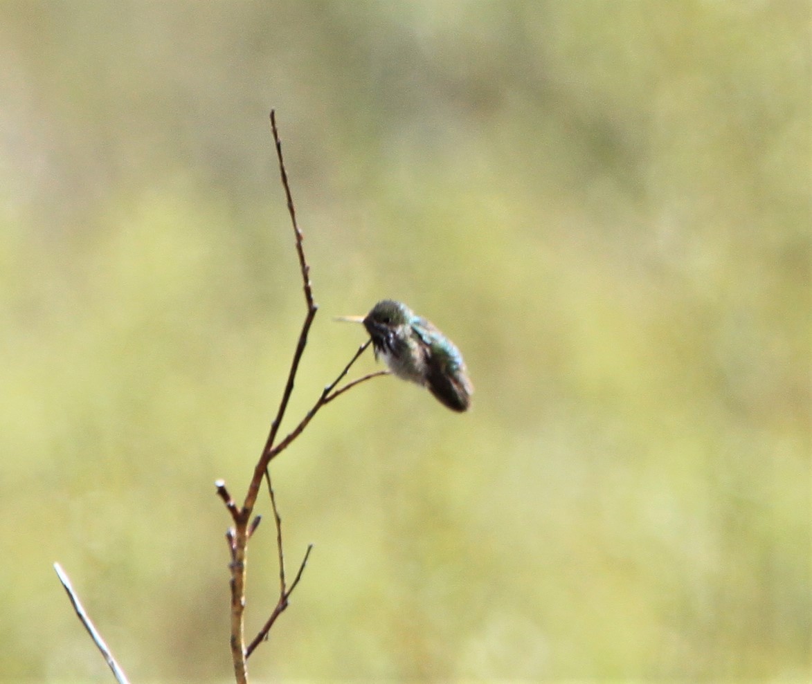 Calliope Hummingbird - Jim Stasz