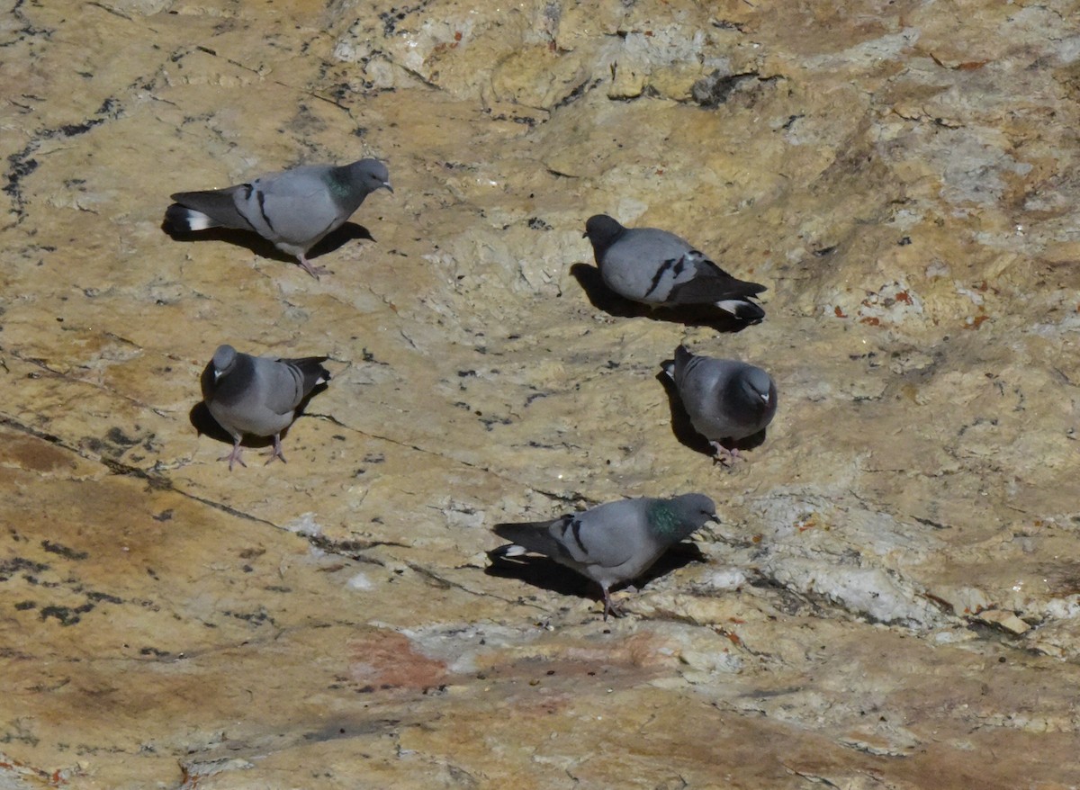 Rock Pigeon (Feral Pigeon) - brian waitkus