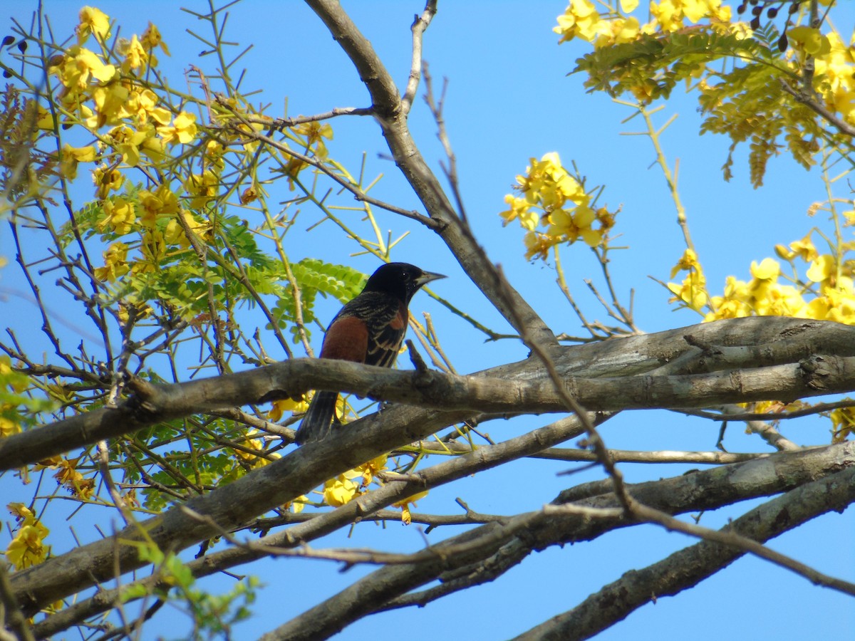 Orchard Oriole - ML135393041