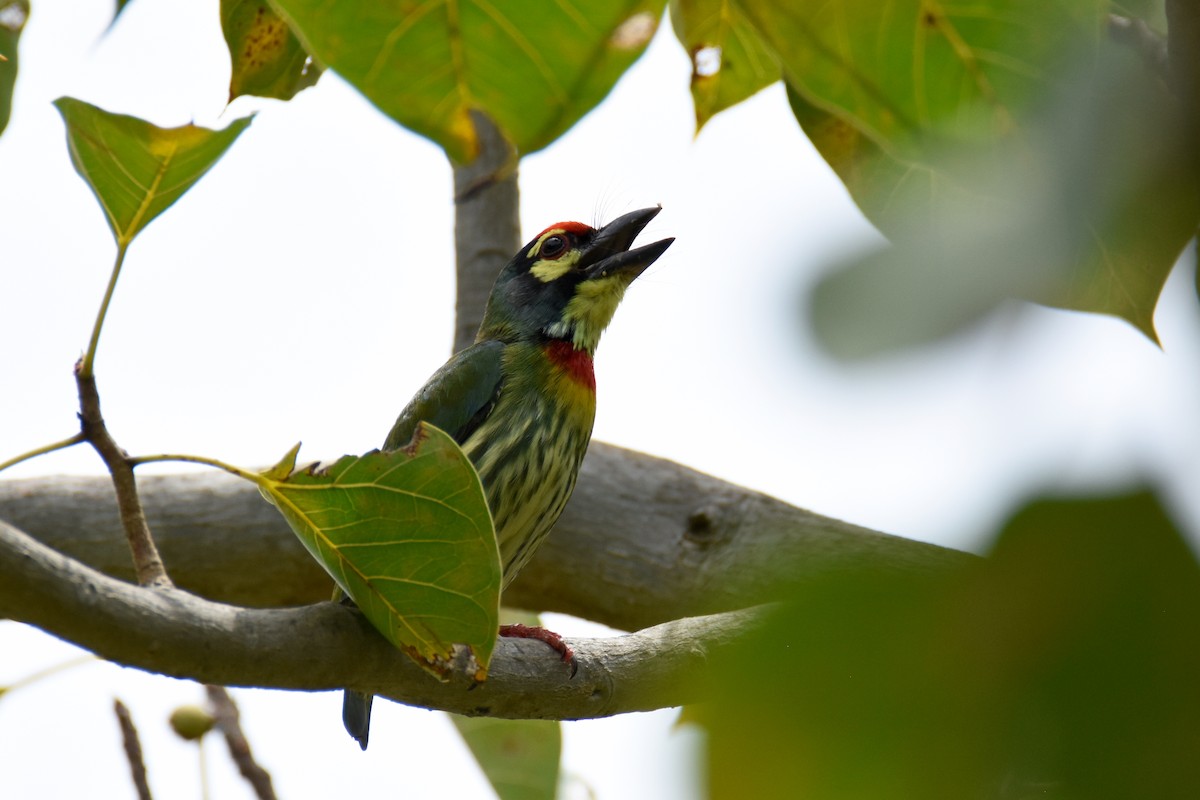 Coppersmith Barbet (Western Yellow-faced) - ML135393761