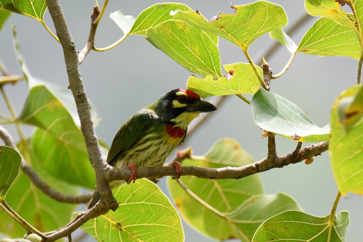 Coppersmith Barbet (Western Yellow-faced) - ML135393781