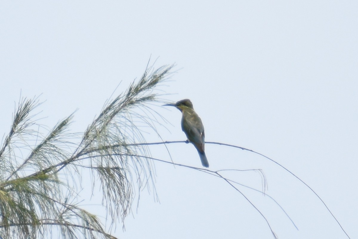 Blue-tailed Bee-eater - ML135395311