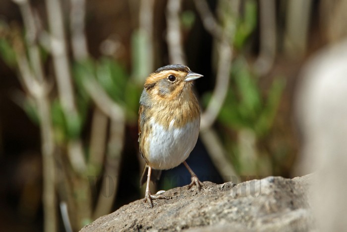 Nelson's Sparrow - Voicu Colceriu
