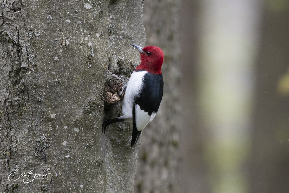 Red-headed Woodpecker - Bob Burns