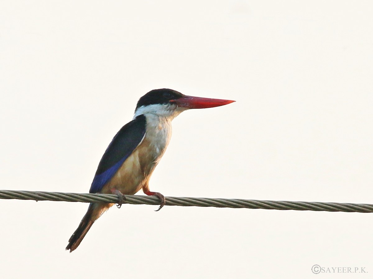 Black-capped Kingfisher - Mohammed Sayeer