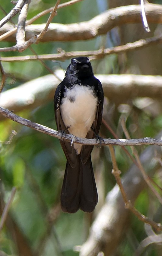 Willie-wagtail - ML135401401