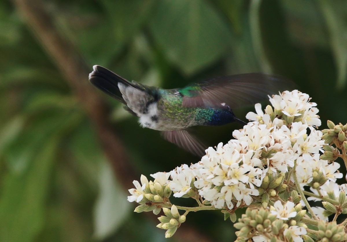Violet-headed Hummingbird - ML135401881