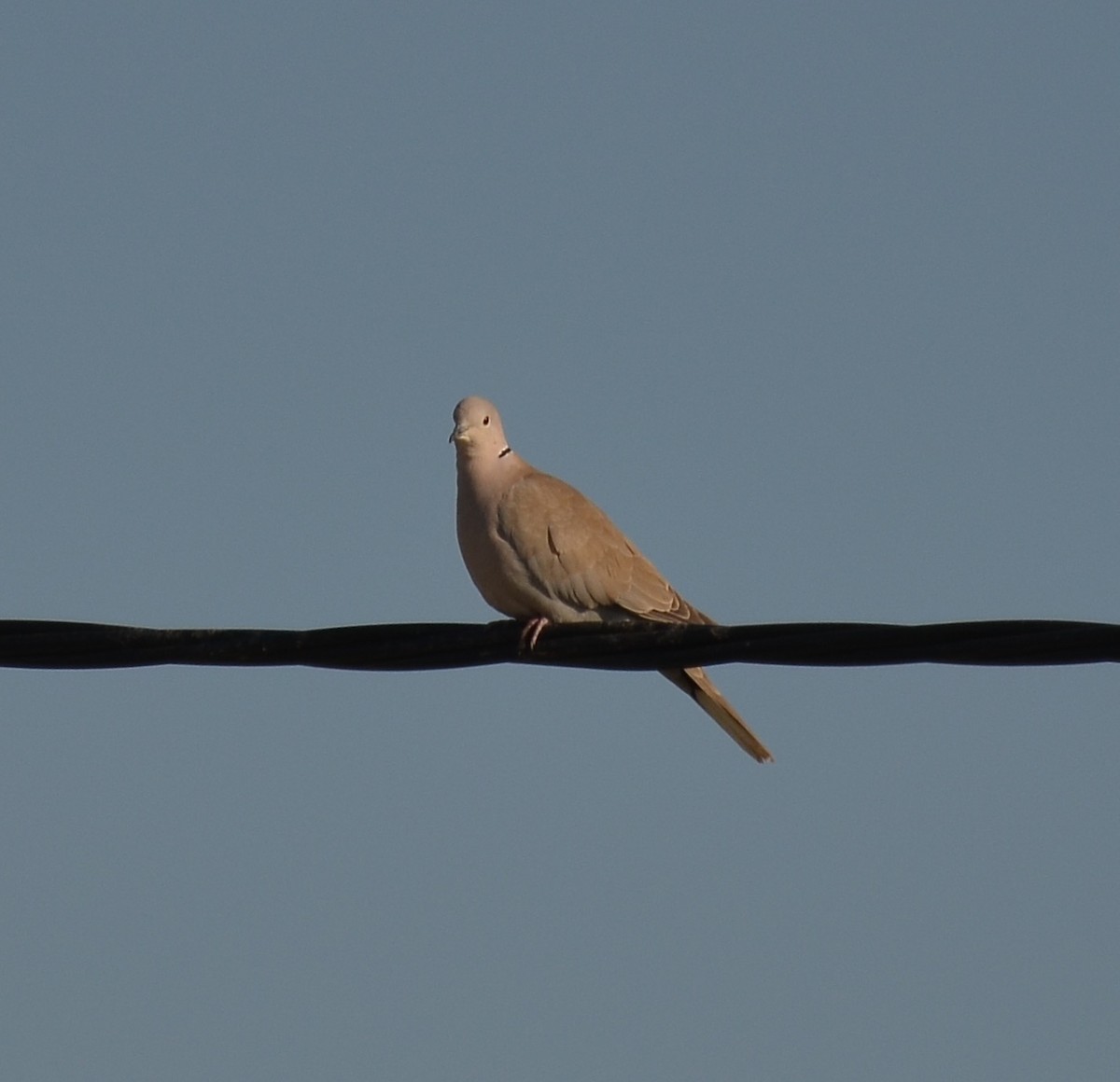 Eurasian Collared-Dove - NM Gatward