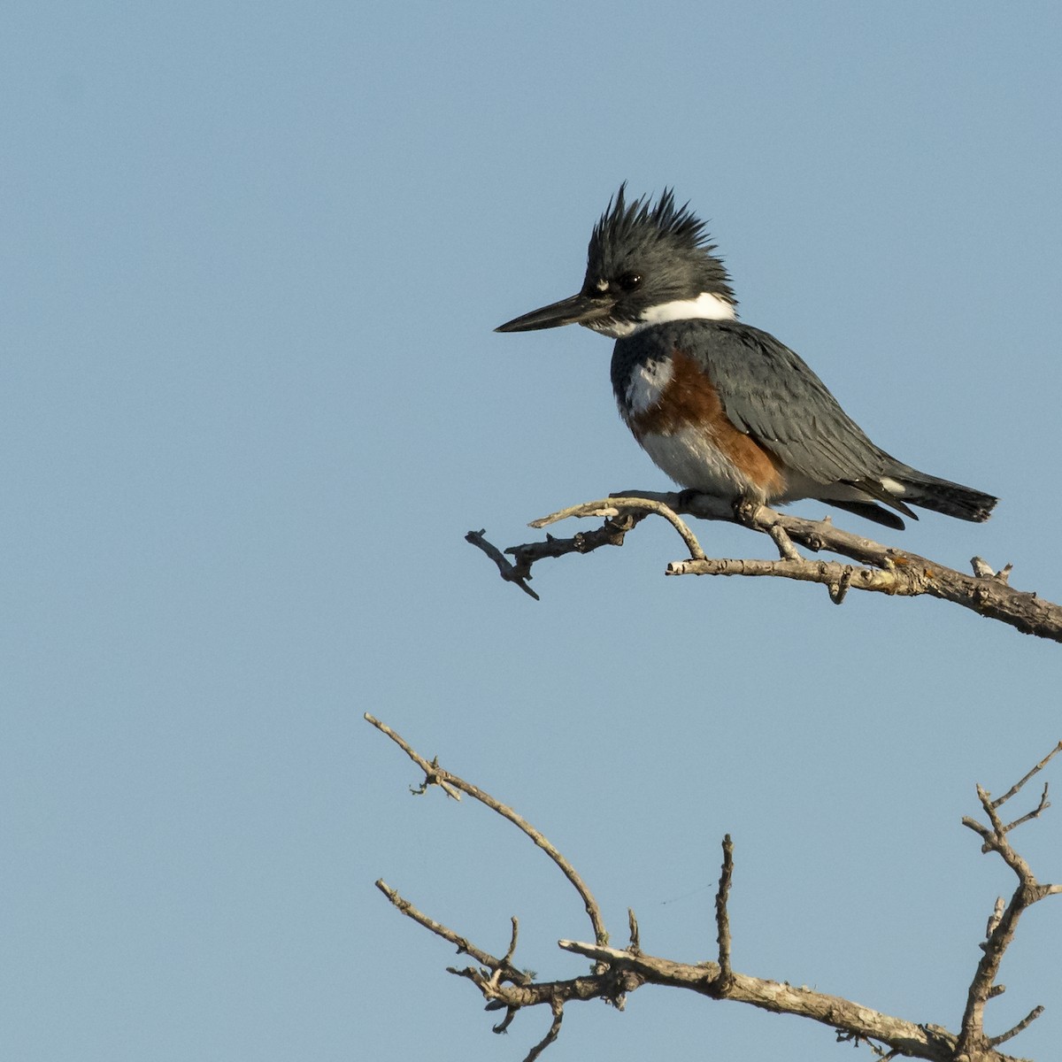 Belted Kingfisher - ML135402861