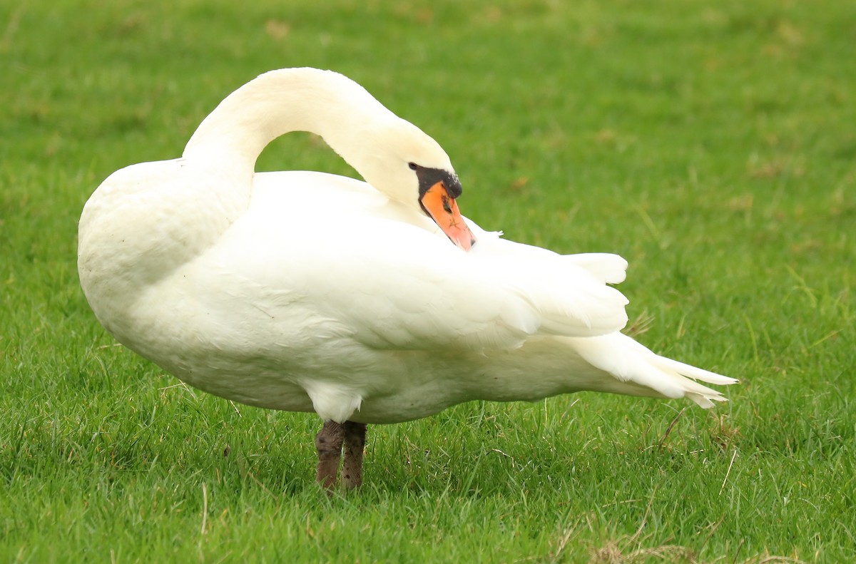 Mute Swan - Letty Roedolf Groenenboom