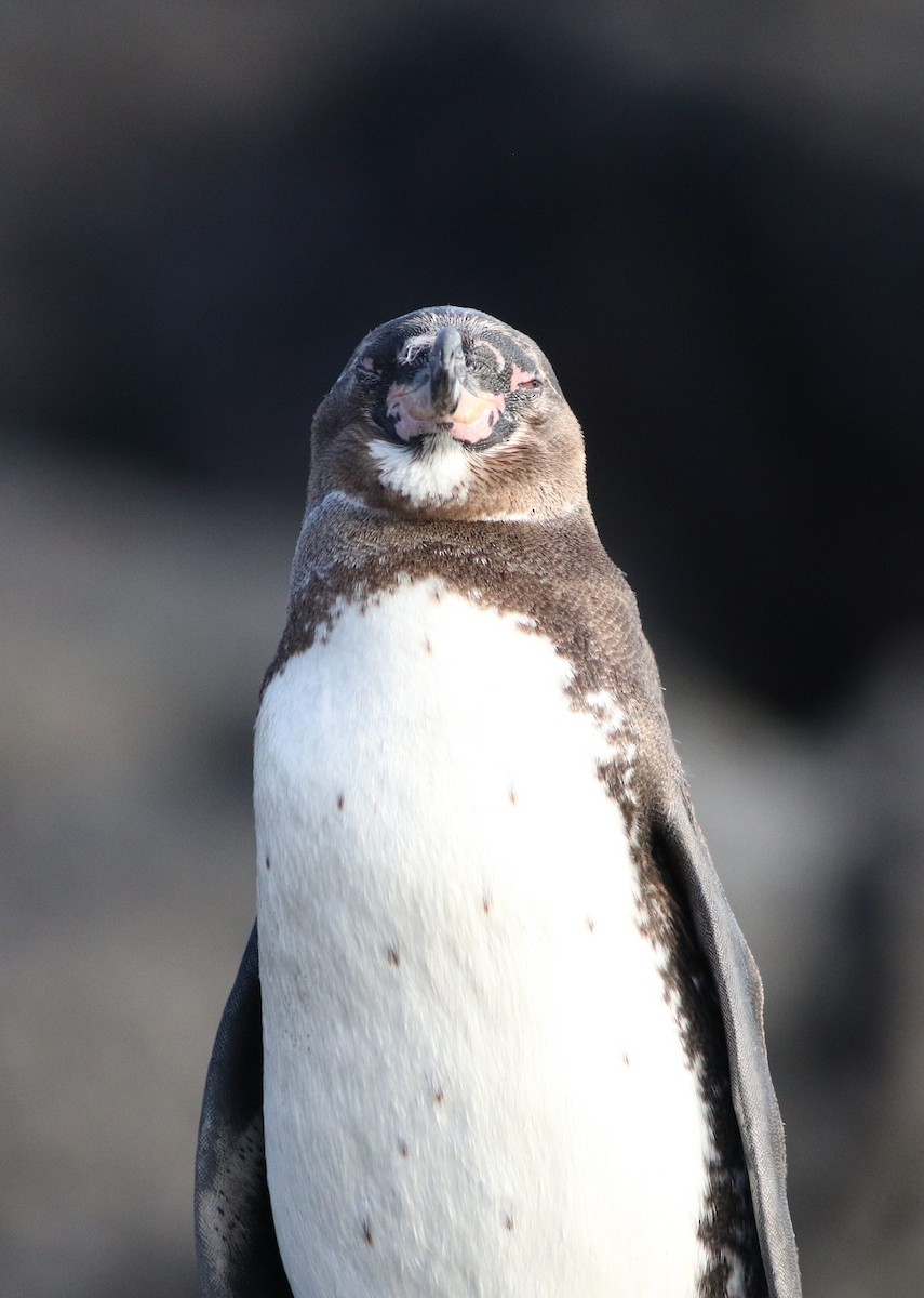 Galapagos Penguin - Barb Bassett
