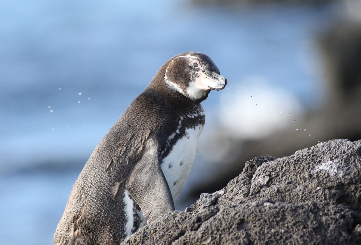 Galapagos Penguin - Barb Bassett
