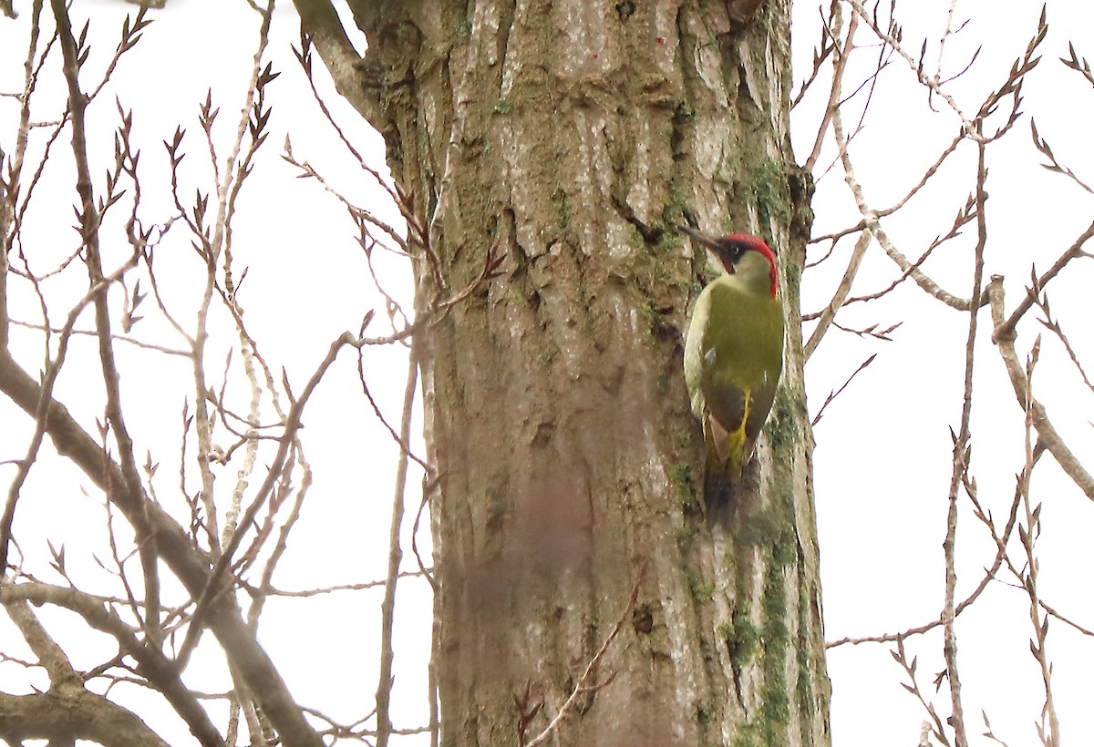 Eurasian Green Woodpecker - Letty Roedolf Groenenboom