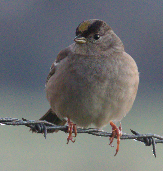 Golden-crowned Sparrow - Gary Mele