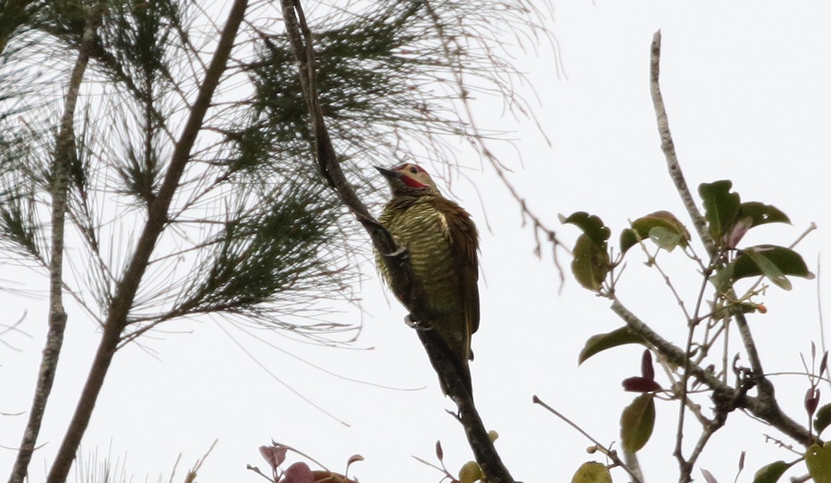 Golden-olive Woodpecker - ML135407811