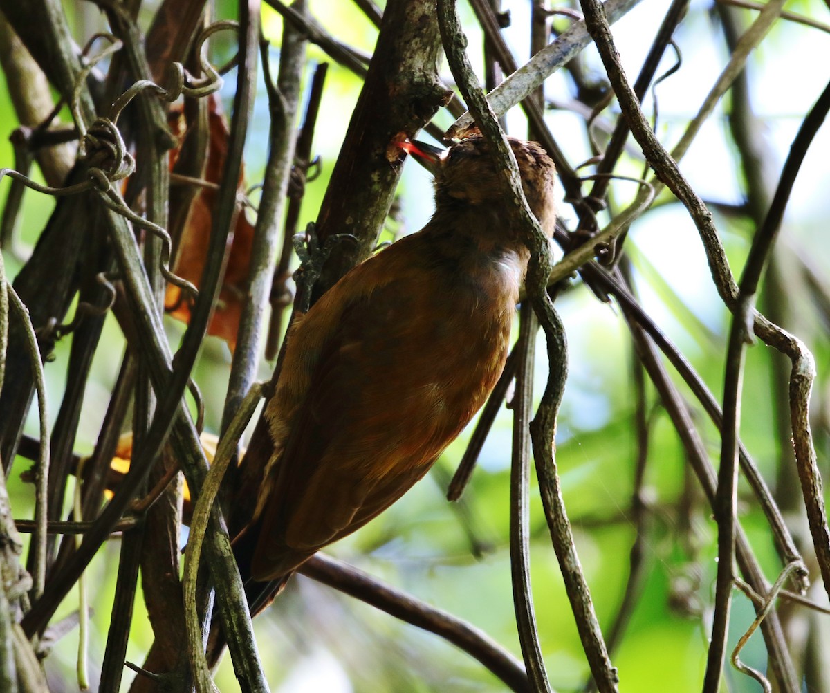 Smoky-brown Woodpecker - Margareta Wieser