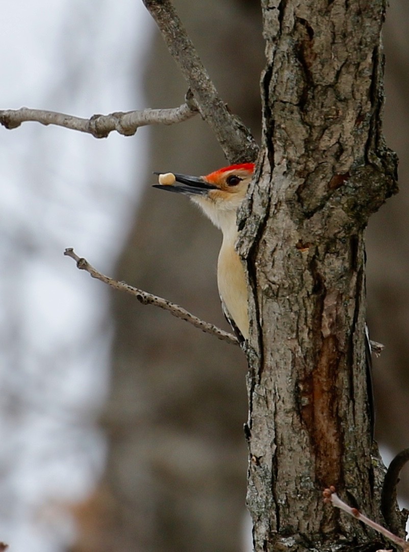 Red-bellied Woodpecker - ML135410101