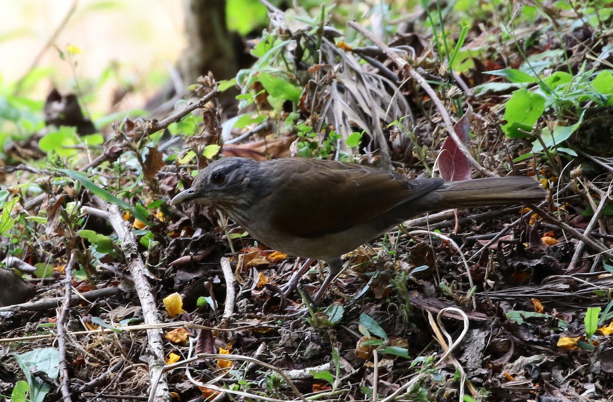 Pale-breasted Thrush - ML135411111