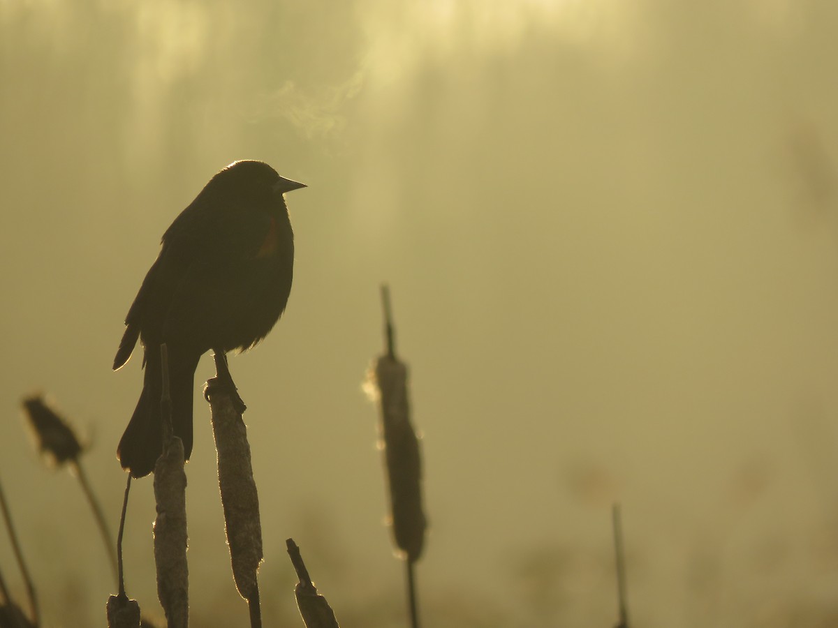 Red-winged Blackbird - Kai Frueh