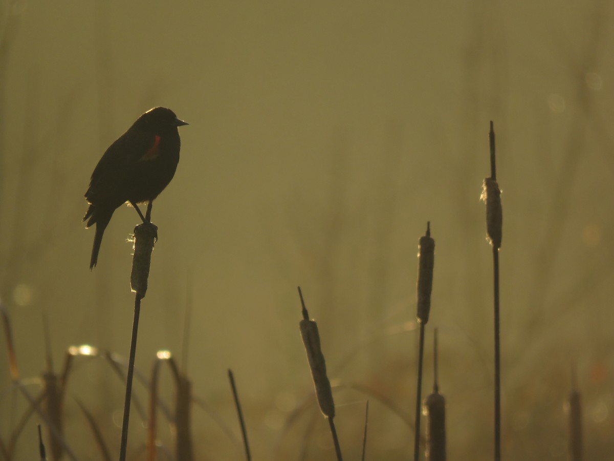 Red-winged Blackbird - Kai Frueh