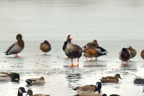 Greater White-fronted Goose - ML135413891