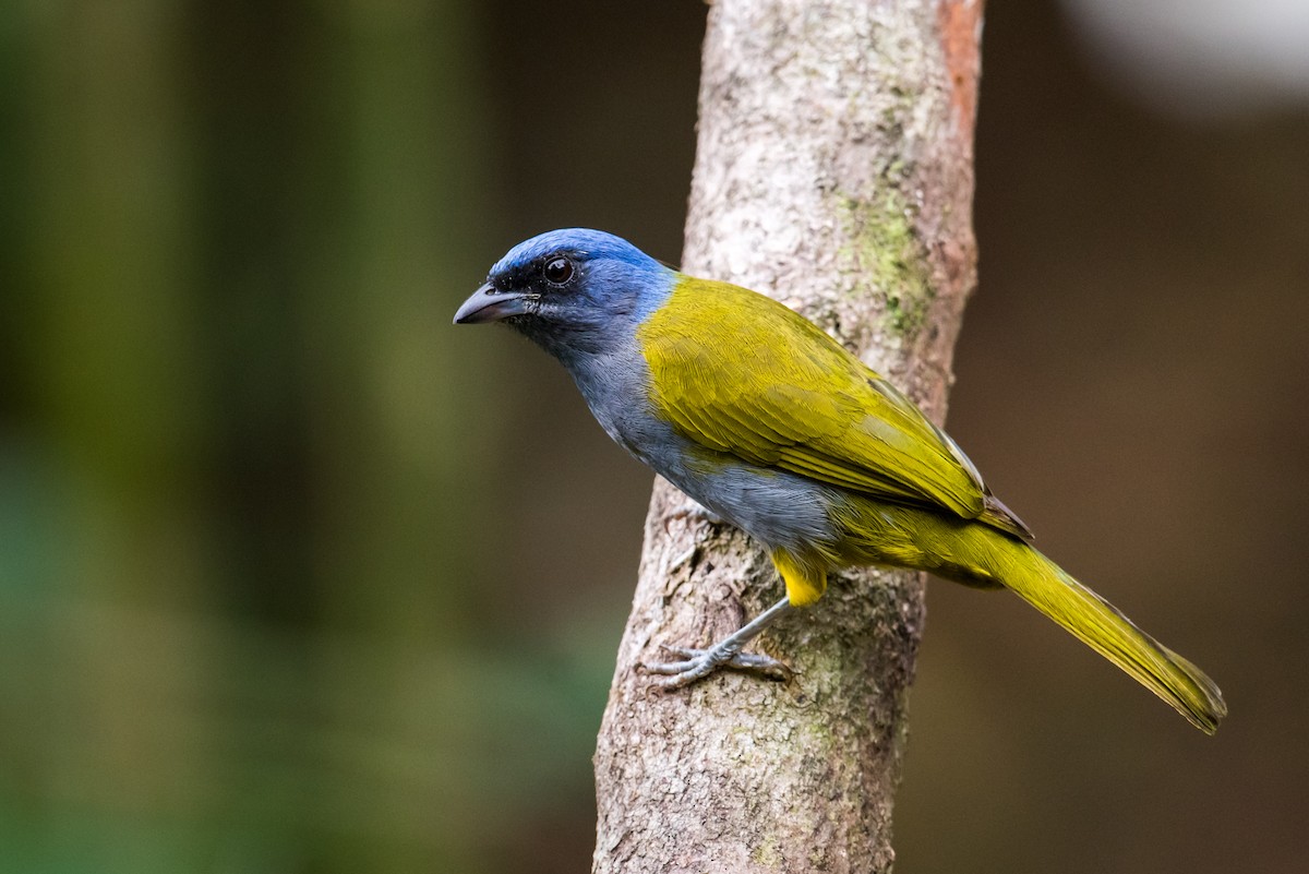Blue-capped Tanager - ML135413911