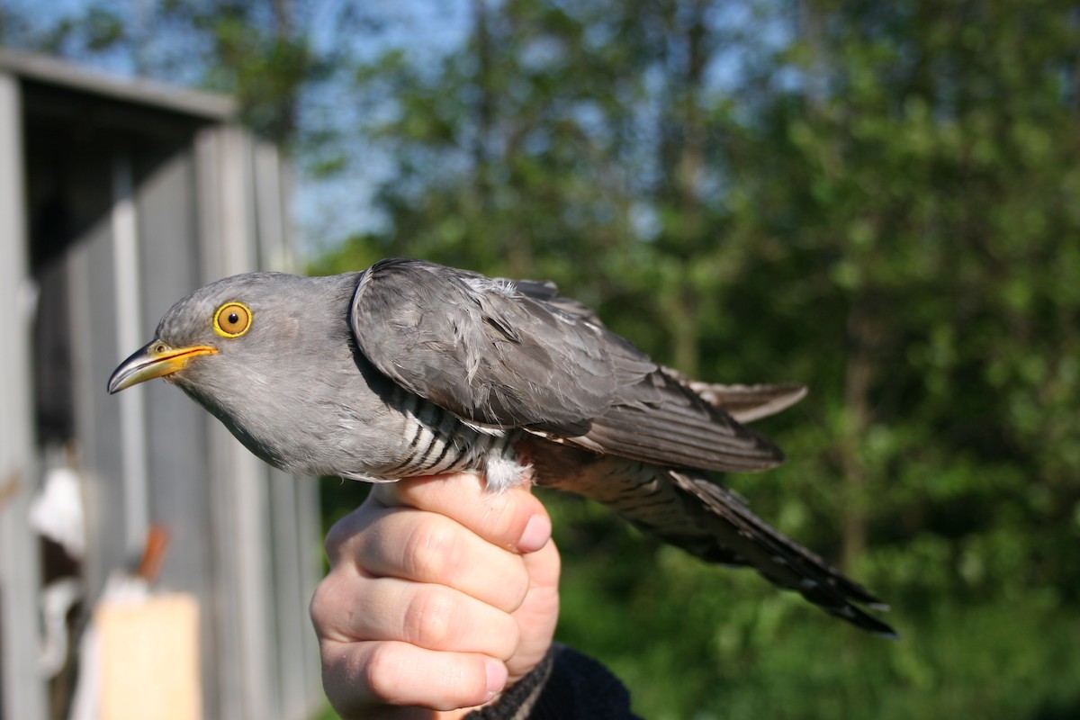 Common Cuckoo - Markus Deutsch