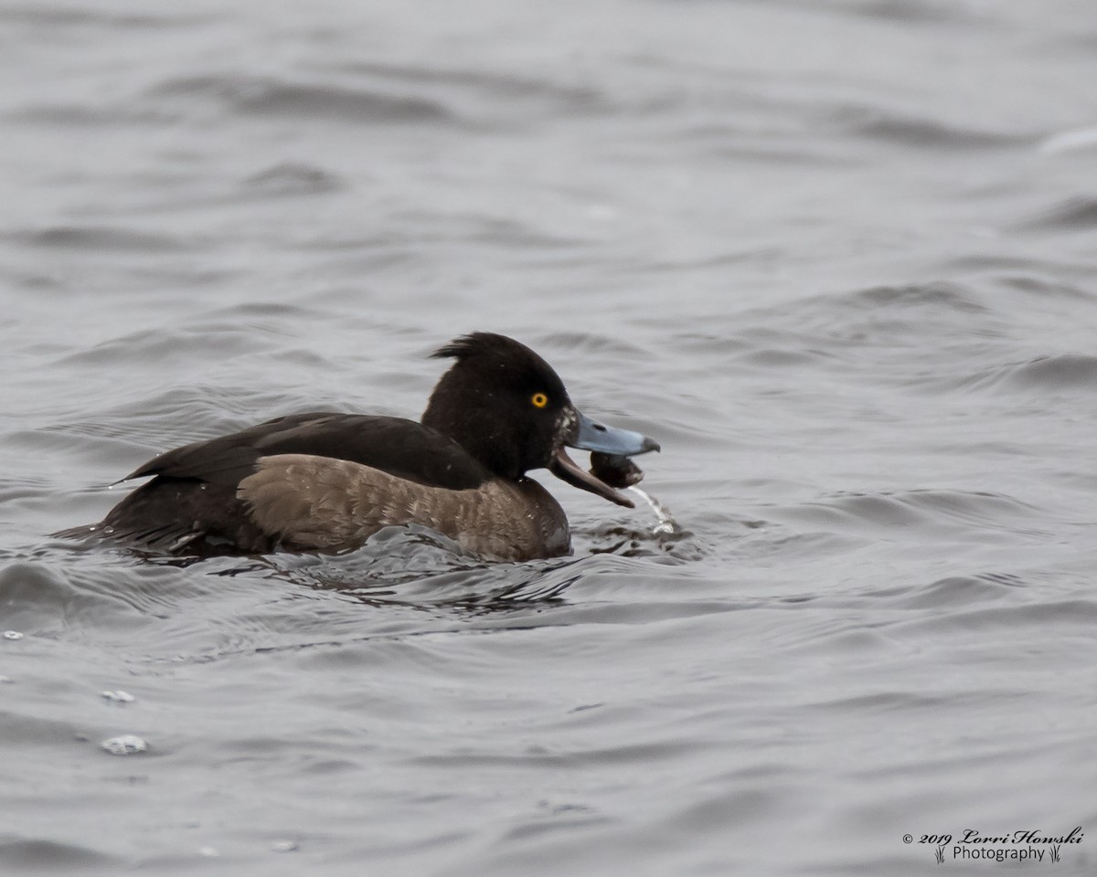 Tufted Duck - ML135415281