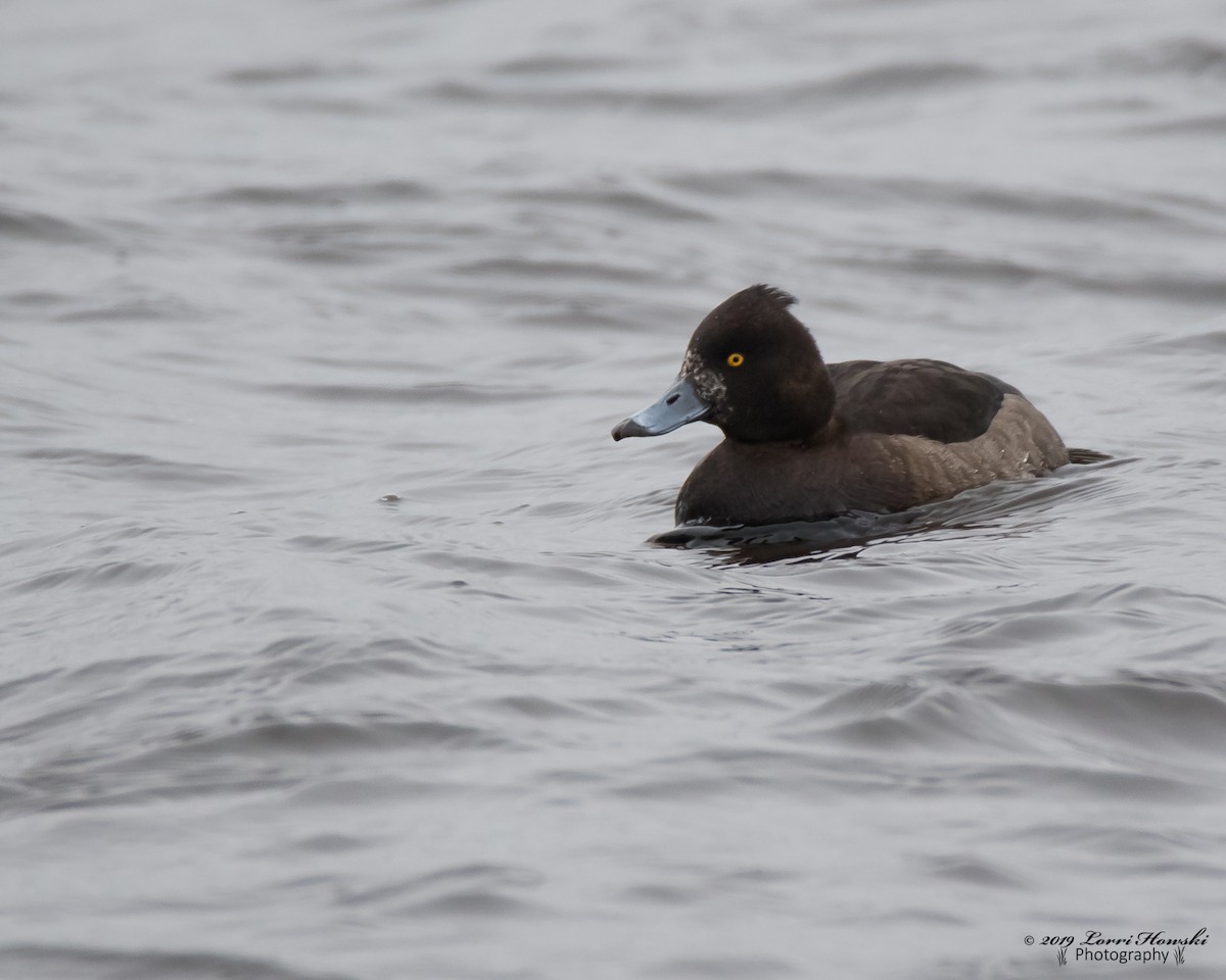 Tufted Duck - ML135415291